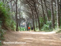 Pineta di Marina di Cecina